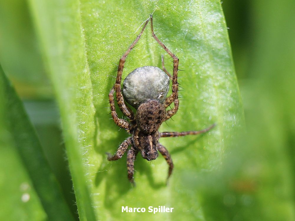 Pardosa con ovisacco - Milano